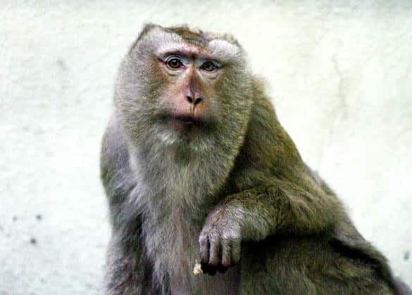 動物図鑑・ブタオザル